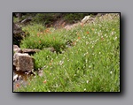 Click to enlarge jarbidge_2006-07_lw_015.jpg