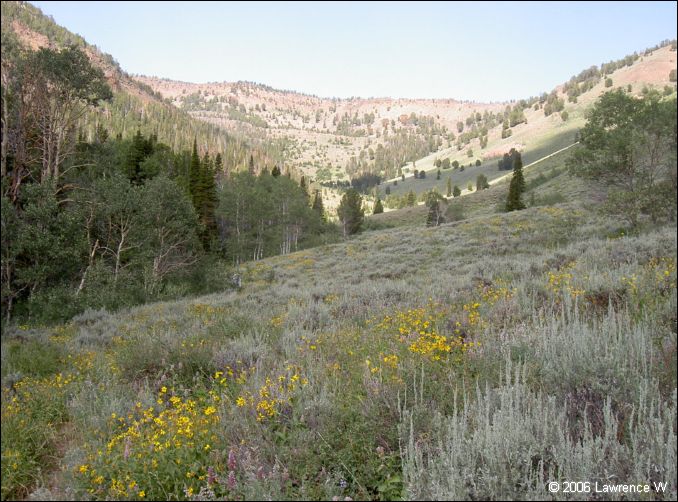 jarbidge_2006-07_lw_070.jpg
