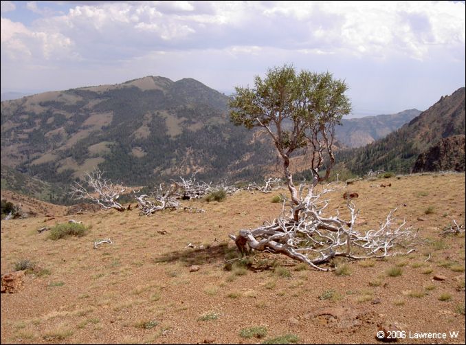 jarbidge_2006-07_lw_073.jpg