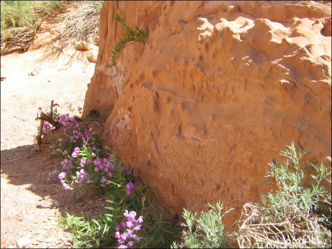 2008-05_capitolreef_ut_0518.jpg