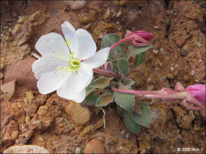 2008-05_capitolreef_ut_0545.jpg
