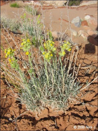 2008-05_capitolreef_ut_0549.jpg