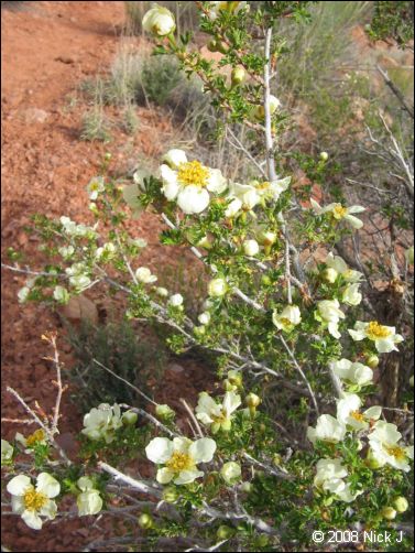 2008-05_capitolreef_ut_0550.jpg