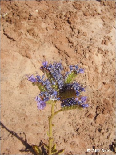 2008-05_capitolreef_ut_0556.jpg