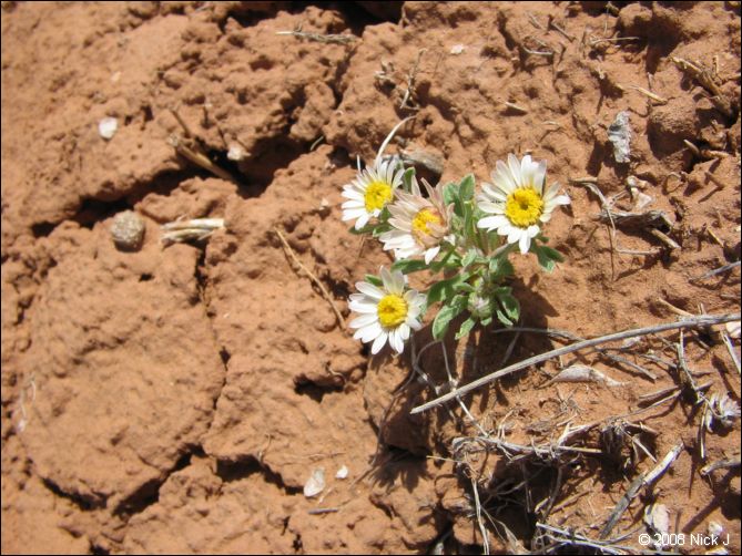 2008-05_capitolreef_ut_0557.jpg