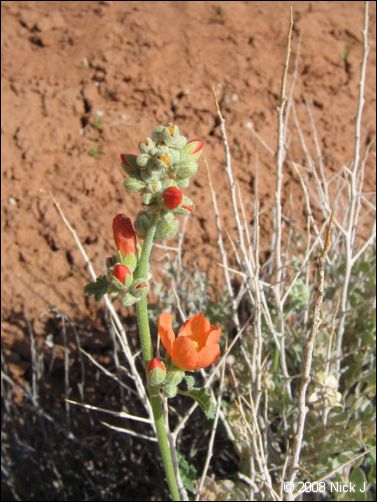 2008-05_capitolreef_ut_0558.jpg