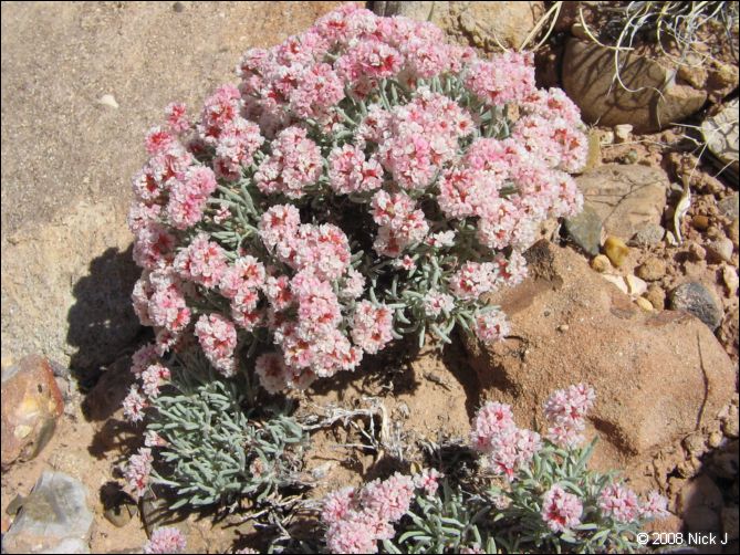 2008-05_capitolreef_ut_0559.jpg