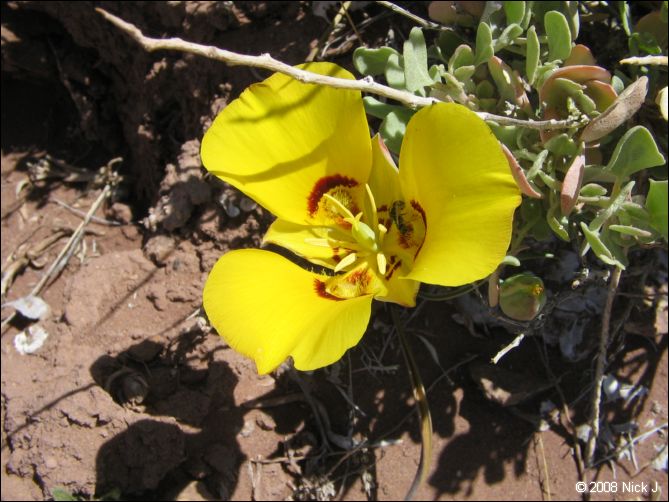 2008-05_capitolreef_ut_0561.jpg
