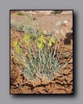 Click to enlarge 2008-05_capitolreef_ut_0549.jpg