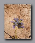 Click to enlarge 2008-05_capitolreef_ut_0556.jpg