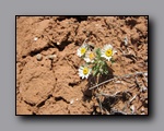 Click to enlarge 2008-05_capitolreef_ut_0557.jpg