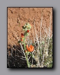 Click to enlarge 2008-05_capitolreef_ut_0558.jpg