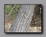 Click to enlarge 2008-05_capitolreef_ut_0592.jpg