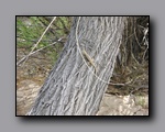 Click to enlarge 2008-05_capitolreef_ut_0592.jpg