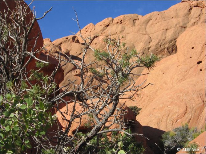 2008-05_capitolreef_ut_0501.jpg