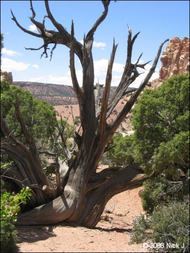 2008-05_capitolreef_ut_0516.jpg