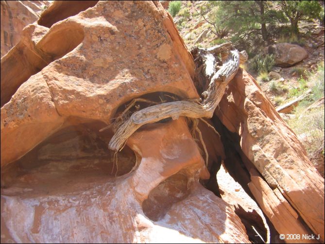 2008-05_capitolreef_ut_0526.jpg