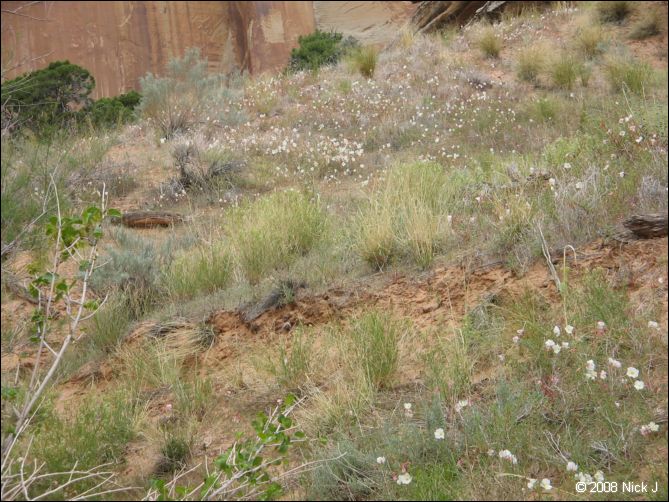 2008-05_capitolreef_ut_0539.jpg