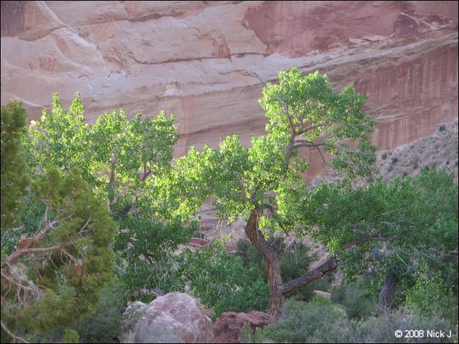 2008-05_capitolreef_ut_0544.jpg