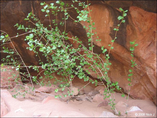 2008-05_capitolreef_ut_0585.jpg