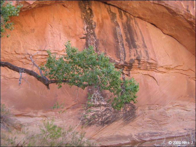 2008-05_capitolreef_ut_0602.jpg