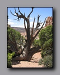 Click to enlarge 2008-05_capitolreef_ut_0516.jpg