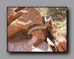 Click to enlarge 2008-05_capitolreef_ut_0526.jpg