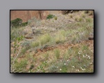 Click to enlarge 2008-05_capitolreef_ut_0539.jpg