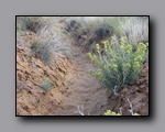 Click to enlarge 2008-05_capitolreef_ut_0546.jpg