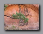 Click to enlarge 2008-05_capitolreef_ut_0602.jpg